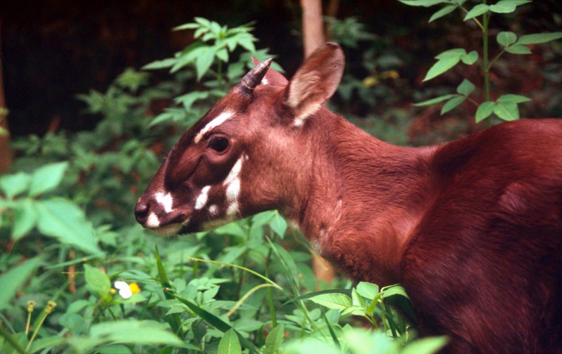 Un pui de 4-5 luni de saola. Foto: David HULSE / WWF