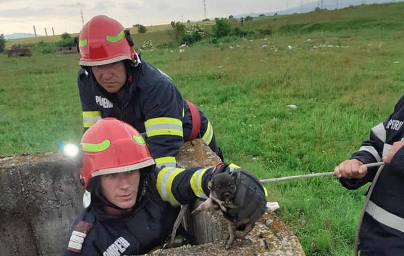 Patru căței au fost salvați de pompierii hunedoreni, după ce au rămas blocați într-un canal și un puț adânc