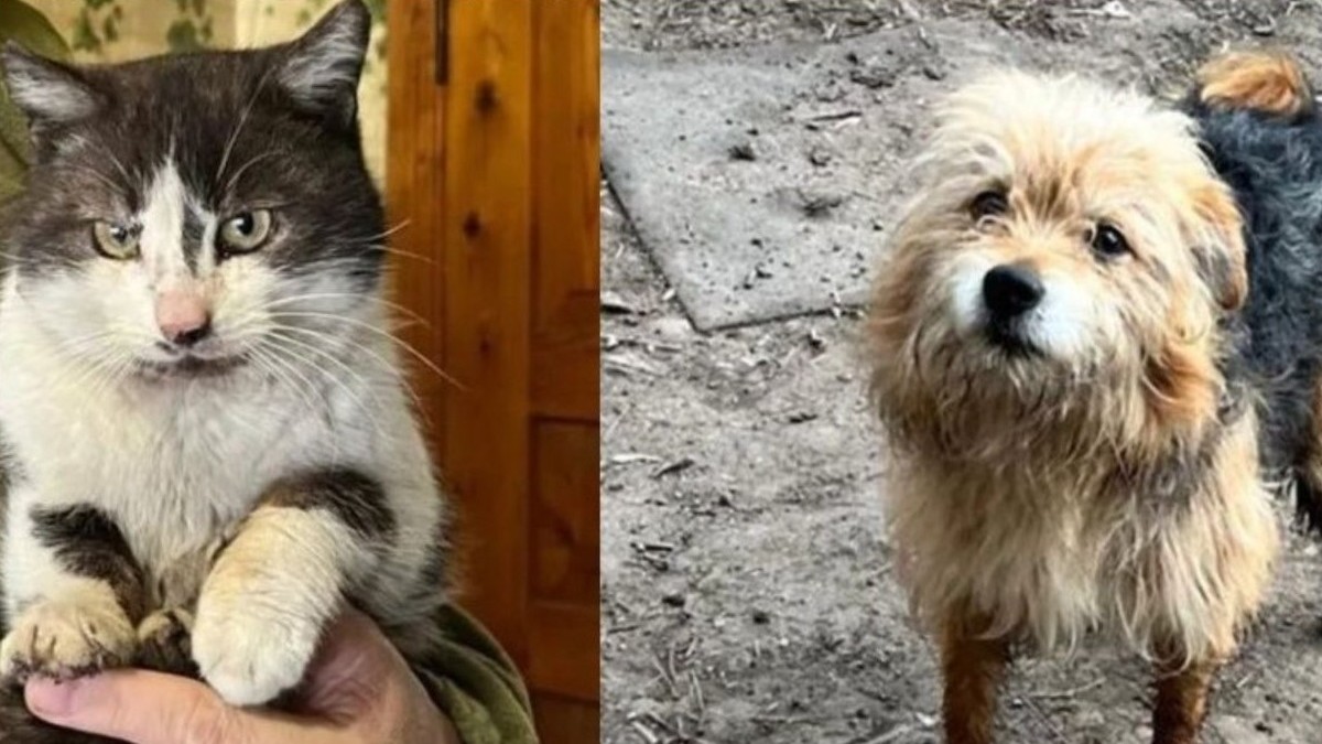 Pisica pe nume Barsik și câinele Zaghibluk, salvate cu o dronă de pe front.