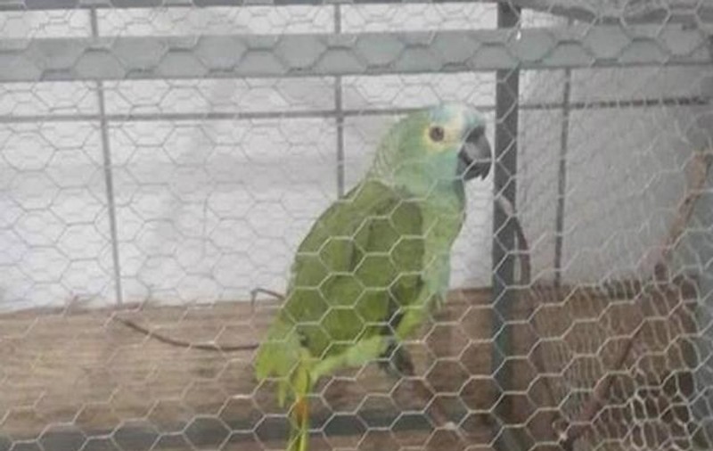 Un papagal a ajuns pe mâna poliției după ce a anunțat stăpânii despre sosirea agenților | VIDEO