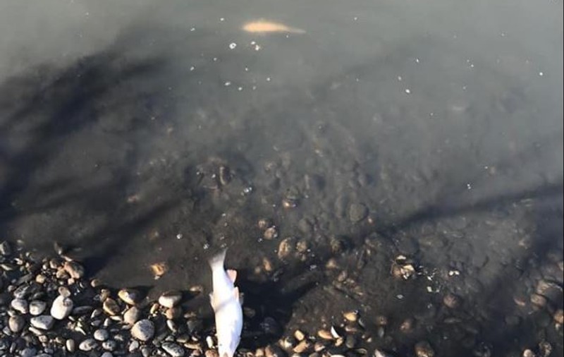 FOTO / Peşti morţi pe râul Timiș, lângă o staţie de epurare. Garda de Mediu a prelevat probe din apă