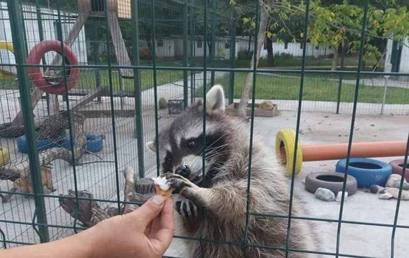 Doi ratoni mănâncă înghețată. Sunt deja vedete la zoo, în Craiova