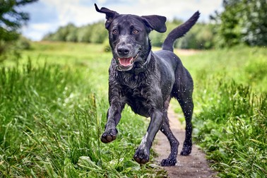 Labradorul negru - primul câine apărut din această rasă