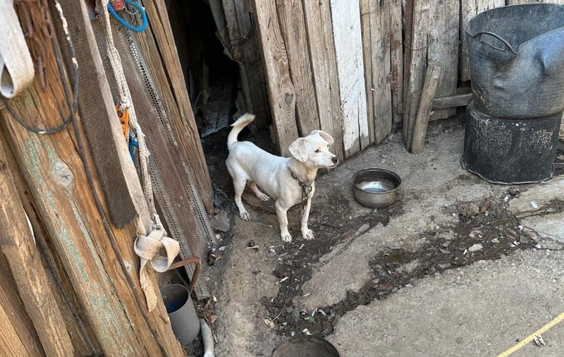 „Dezlegaţi-vă câinii. Numai aşa se pot salva”. Apelul autorităților înaintea inundațiilor anunțate