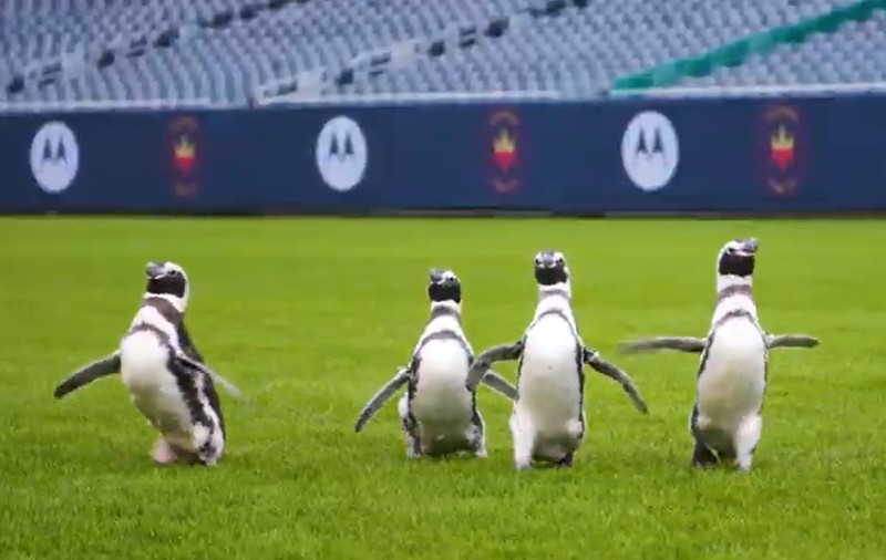 VIDEO | Patru pinguini au vizitat arena lui Chicago Bears. „Au experimentat mirosuri și senzații noi”