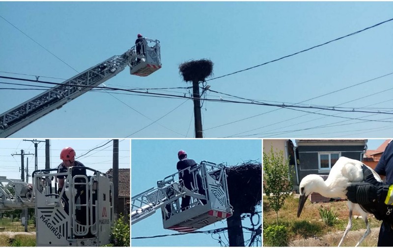 Operațiune de salvare a unui pui de barză căzut din cuib, în Alba