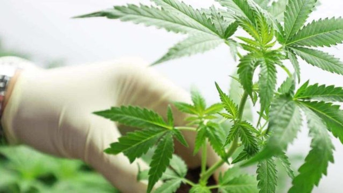 Legalizarea canabisului în scop medicinal, adoptată tacit de Senat