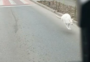 pui de cangur alb, bucurești, sectorul 5