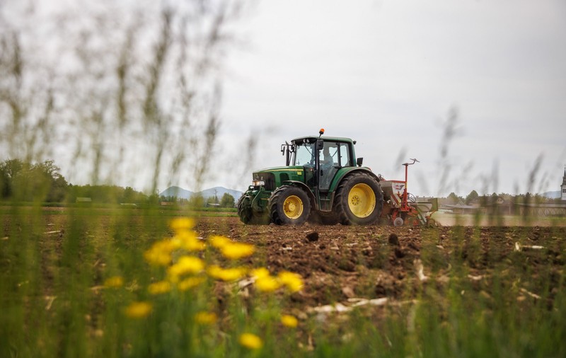 Fermier din Satu Mare, acuzat că a călcat cu tractorul zeci de oi care pășteau pe cultura sa de grâu