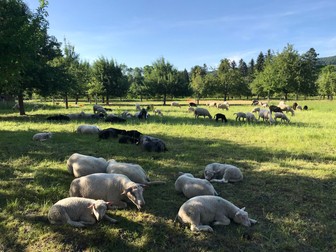 Clinica de psihiatrie are terenuri întinse pentru oile care sunt folosite la terapia asistată de animale