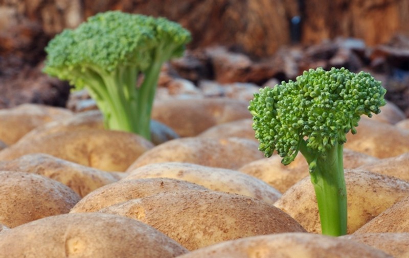 Broccoli poate preveni cancerul stomacal