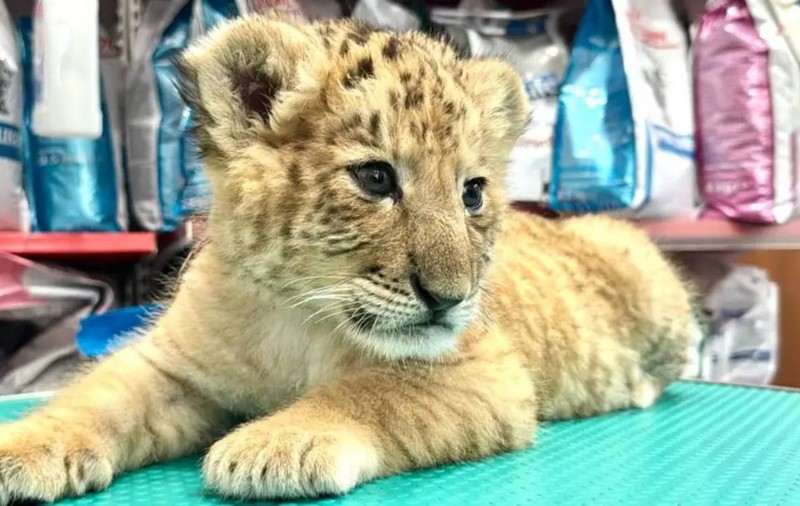 Goliath, singurul ligru din România, a murit într-un incendiu la o grădină zoologică improvizată din Suceava
