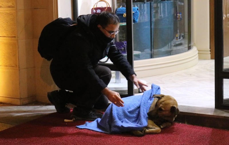 FOTO | Un medic stomatolog învelește cu pături animalele de pe stradă pentru ca ele nu moară de frig