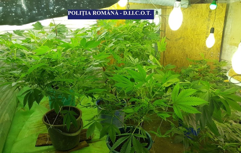 Peste cinci kilograme de cannabis, descoperite de polițiștii vrânceni la o grupare de traficanți