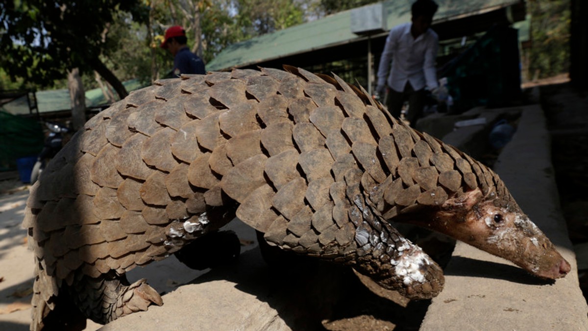 Cercetătorii chinezi au descoperit că pangolinii, o specie pe cale de disparitie, au transmis coronavirusul la om. Foto: EPA