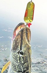 Arhiva foto
