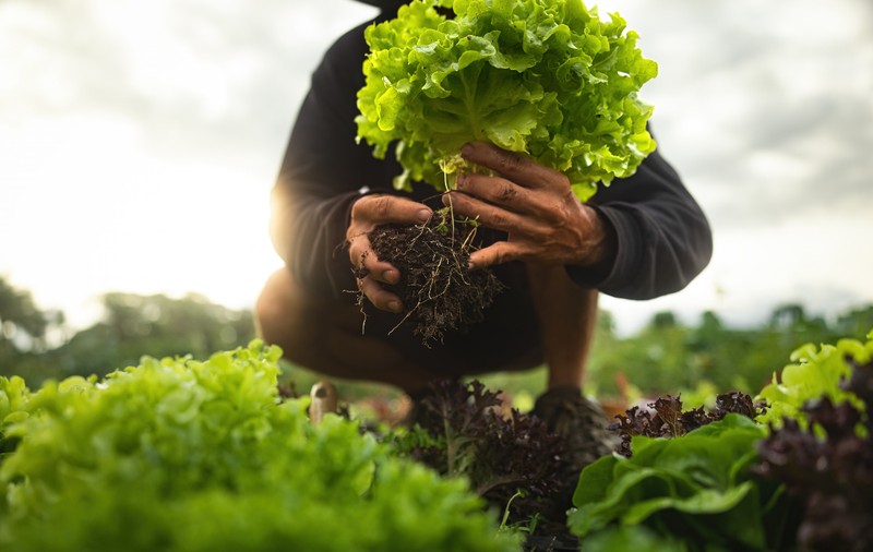 Cele mai bune soiuri de salată verde pe care le poți cultiva acasă