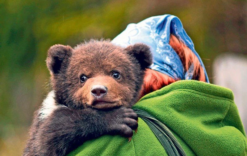 Ce mic şi speriat e, sărăcuţu’! Reprezentanţii unei asociaţii pentru protecţia animalelor au salvat un pui de urs orfan din judeţul Braşov! FOTO