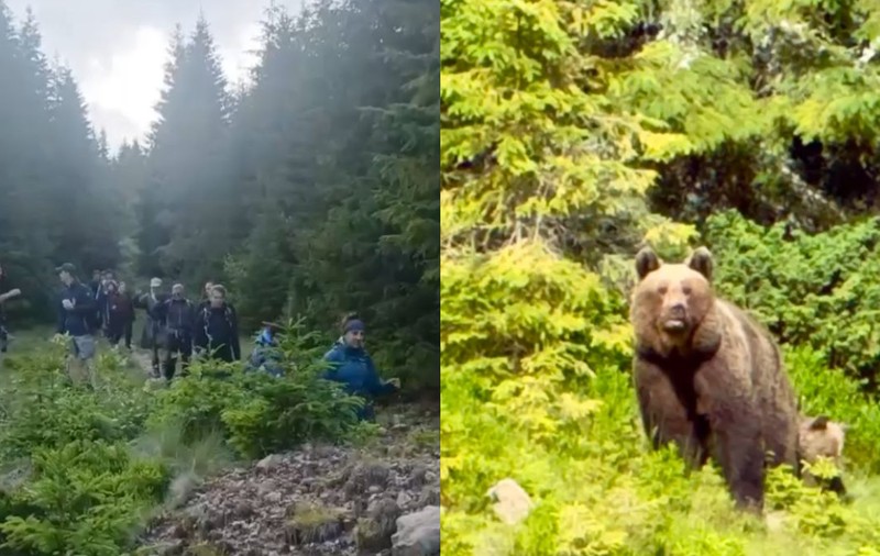 37 de turiști polonezi au fost coborâți de jandarmi de pe munte după ce s-au întâlnit cu o ursoaică și puiul ei pe traseu, la Vatra Dornei