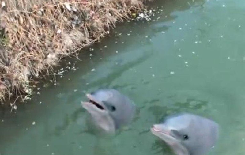 Video incredibil! Doi delfini s-au rătăcit! Cum au ajuns în ... Dâmboviţa?
