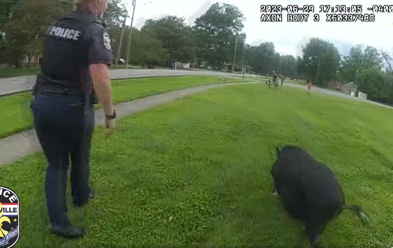 „Urmărire” virală: polițiștii și localnicii încearcă să prindă un porc care alerga pe străzile din Kentucky, Louisville | VIDEO