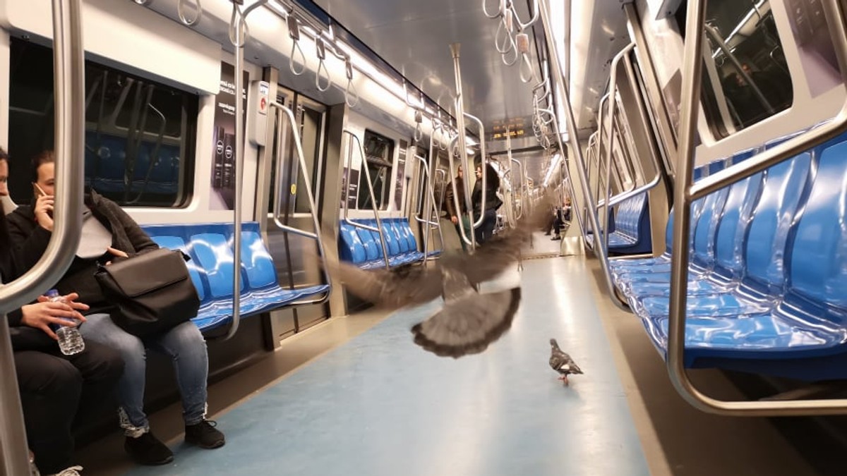 Porumbeii se plimbă cu metroul în București!