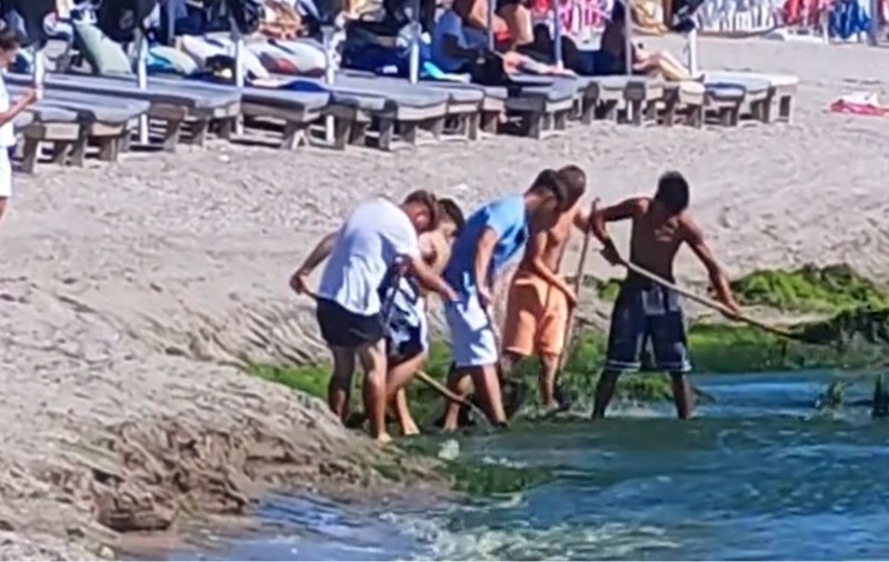Cum sunt curățate de alge plajele de fițe în România: „Nu se poate așa ceva, ia de pe mal verdeața și o aruncă în apă”