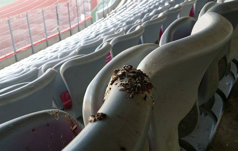 România - Muntenegru (duminică, ora 21.45). Suporterii naționalei, batjocoriți. Găinaț de pasăre, pe scaune! PLUS DOVADA că gazonul a fost vopsit! GALERIE FOTO