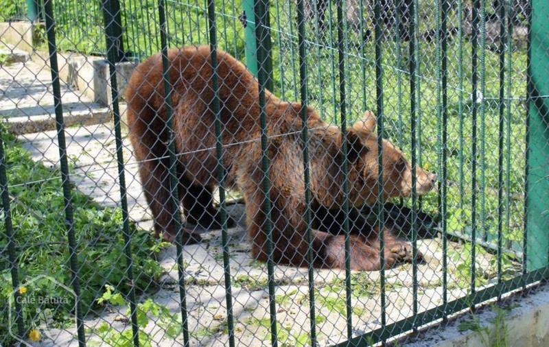 O tânără din Bârlad a vrut să își facă selfie cu un urs de la ZOO. Cum a reacționat animalul