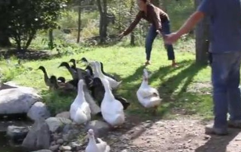 Să vezi şi să nu crezi! Ele sunt raţele care se tem de apă! | VIDEO