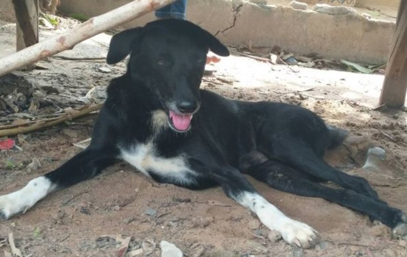 FOTO | Un câine a salvat viața unui bebeluș îngropat de viu pe un câmp din Thailanda