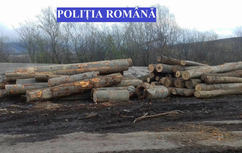 Operațiuni ilegale cu lemn, în județul Caraș-Severin. Polițiștii au confiscat peste 100 de metri cubi de material lemnos