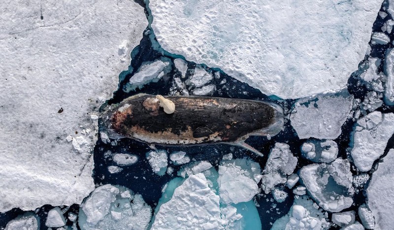 Fotografia intitulată „Cină pe gheață” din colecția „Fotografia Anului 2025!” a National Geographic