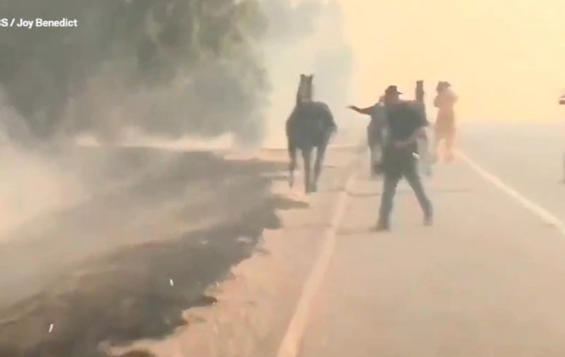 VIDEO | Scenă incredibilă în California cuprinsă de incendii. Un cal a fugit înapoi ca să-și salveze mânzul!
