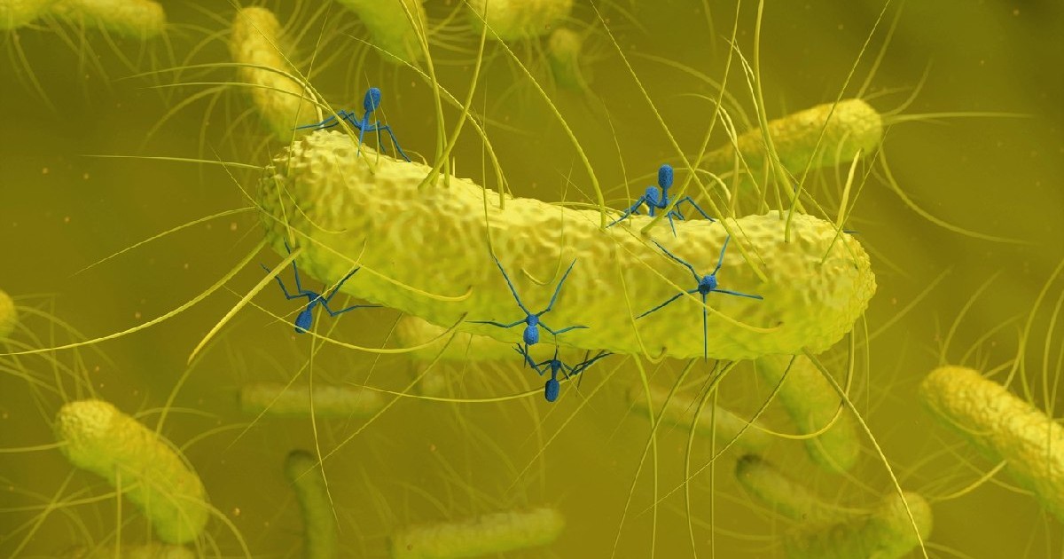 Virusurile bacteriofage atacă bacteriile - ilustrație izometrică 3D