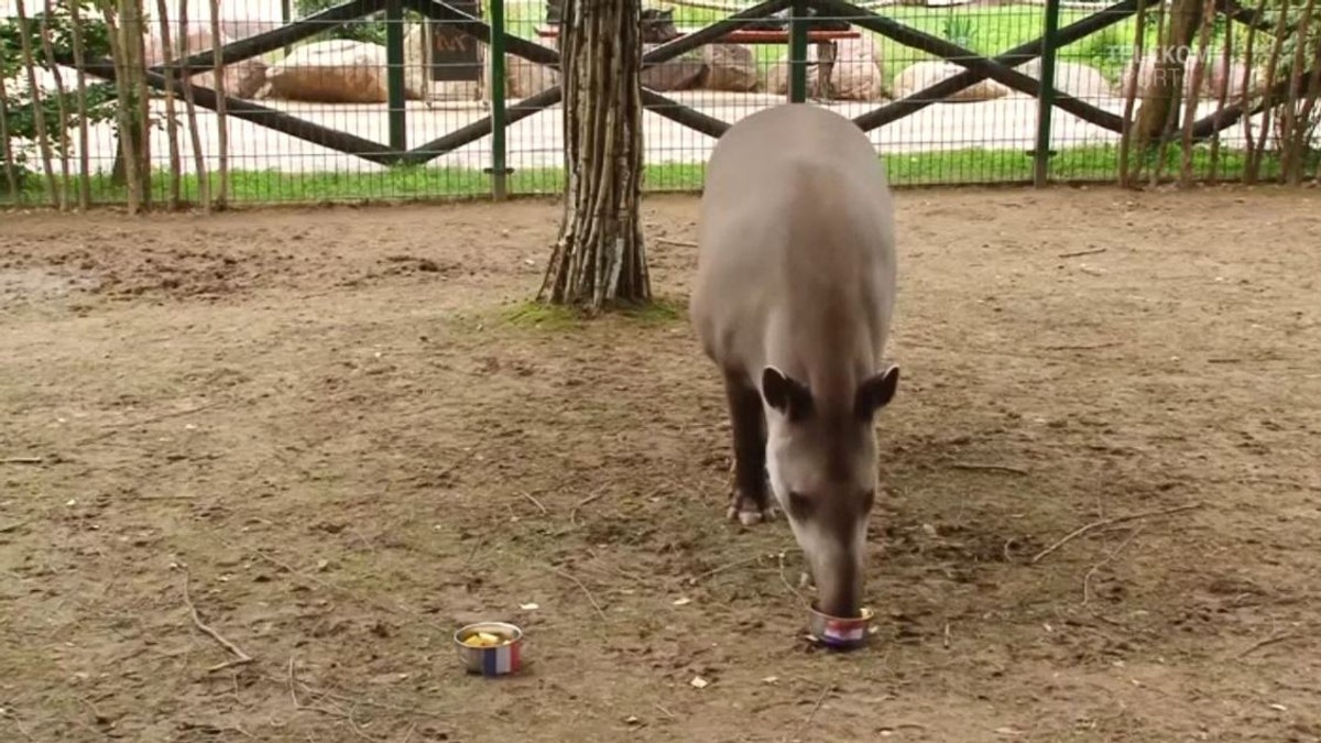 Tapirul Cleopatra a indicat victoria Croației în finala Campionatului Mondial