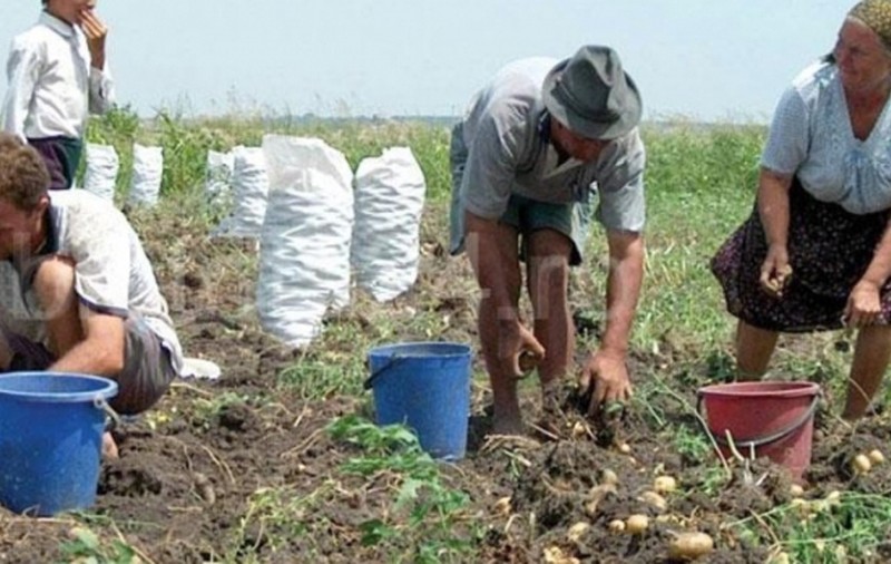 Fermierii acuză că sunt obligați să accepte munca la negru deoarece zilierii se tem că pierd ajutoarele sociale. Criza de mână de lucru, tot mai mare