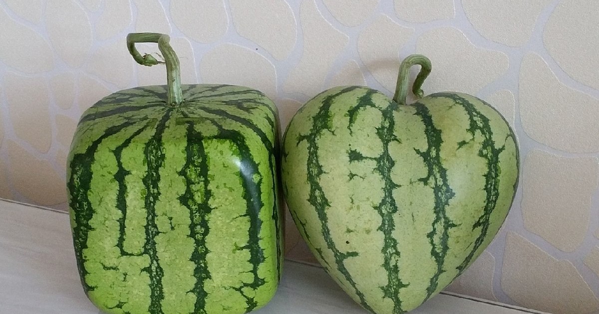 Pepeni verzi modelați în forme pătrate și de inimă, creați de compania chineză Fruit Mould Co