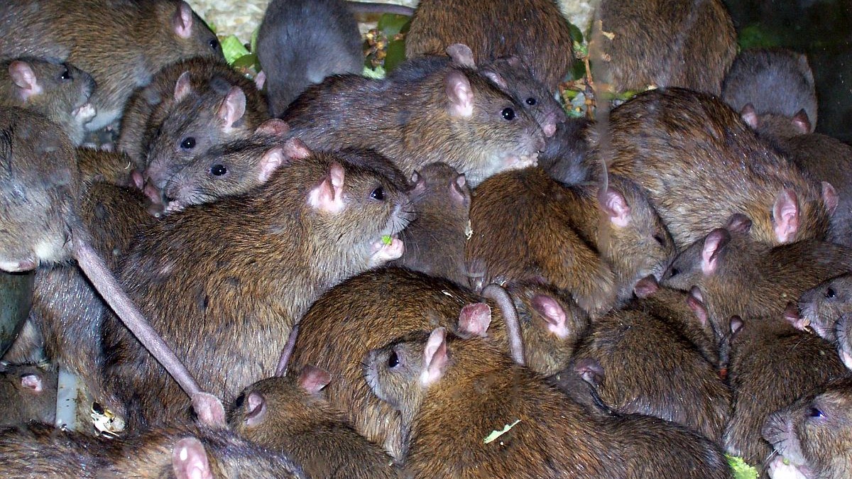 Primul caz de hepatită E
