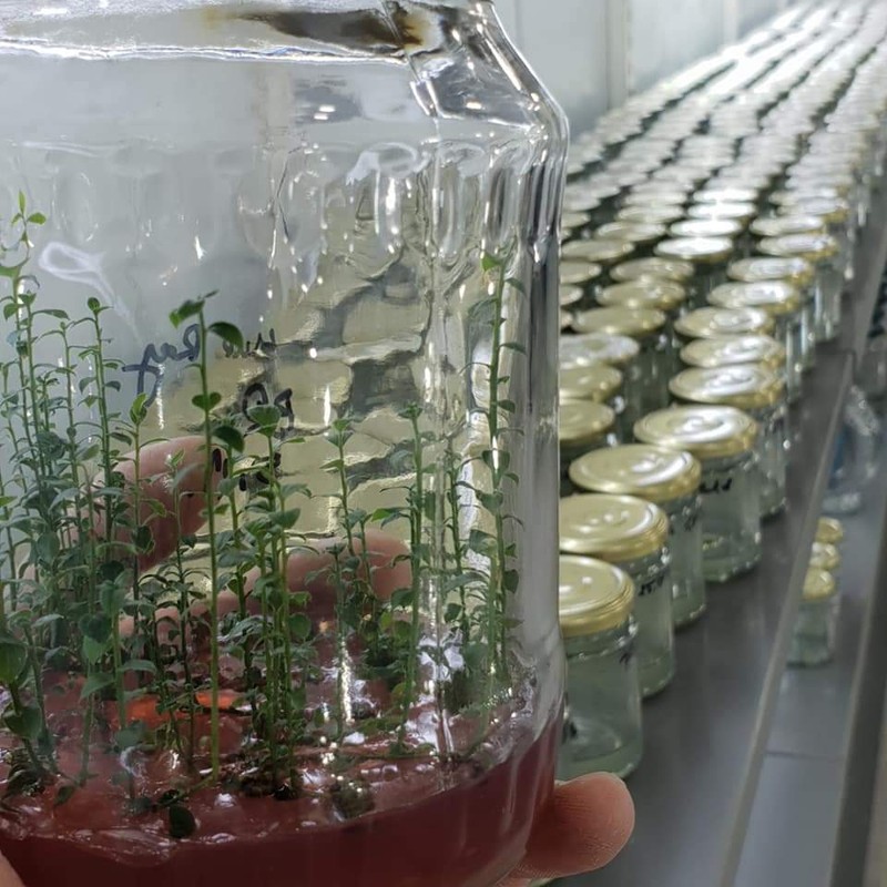 Plante din laboratorul lui Paul Basoc