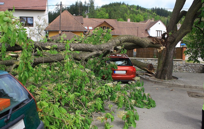 Copac prăbușit peste patru mașini, pe Calea Griviței din Capitală. Alte două locuințe au fost inundate