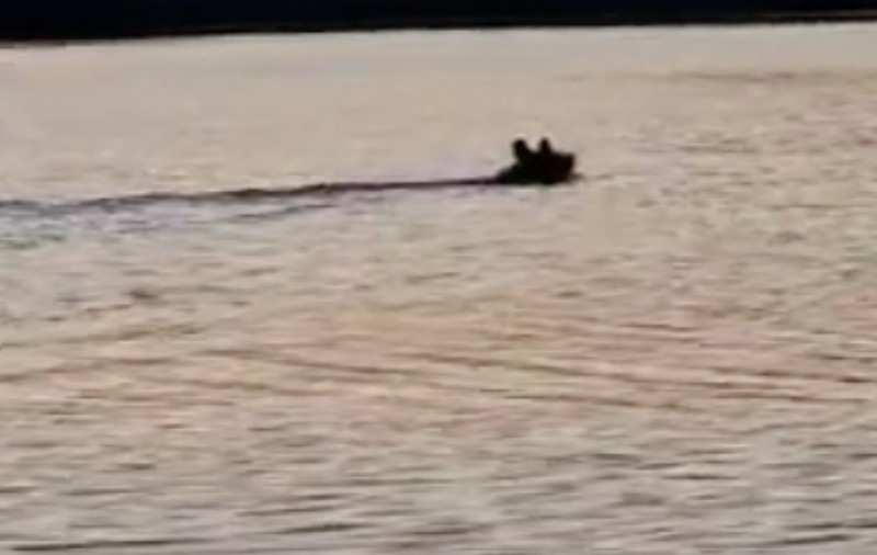 Urs surprins de un pescar cum traversează râul Olt, în județul Sibiu  | VIDEO