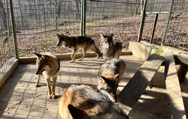 O fetiţă de 8 ani a fost muşcată de un lup la Grădina Zoologică din Sibiu