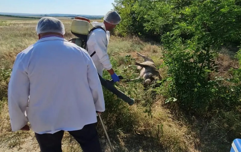 Mai mulţi porci, găsiţi morţi pe un câmp în județul Dolj. Măsurile luate de DSV