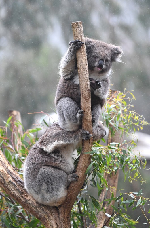 Autoritățile din Australia nu au reușit să adopte o lege pentru protecția urșilor koala