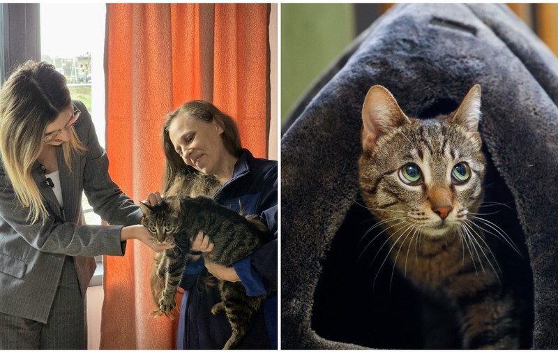 Ministerul Mediului a adoptat o pisică găsită în stare gravă şi salvată de o asociație. Diana Buzoianu: „Leia vine cu o poveste grea”