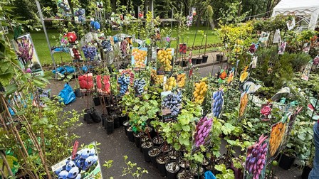 Imagine de la evenimentul „Zilele Horticulturii Bucureștene”, organizat la Campusul Agronomie Herăstrău. Foto: Libertatea
