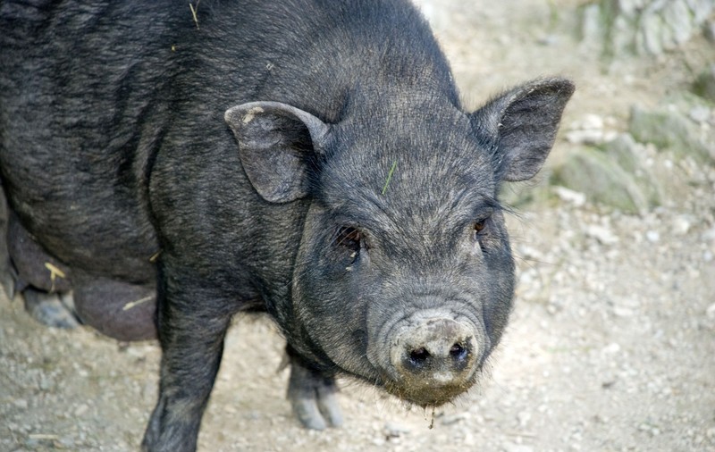 De ce Allah le-a interzis musulmanilor să mănânce porc