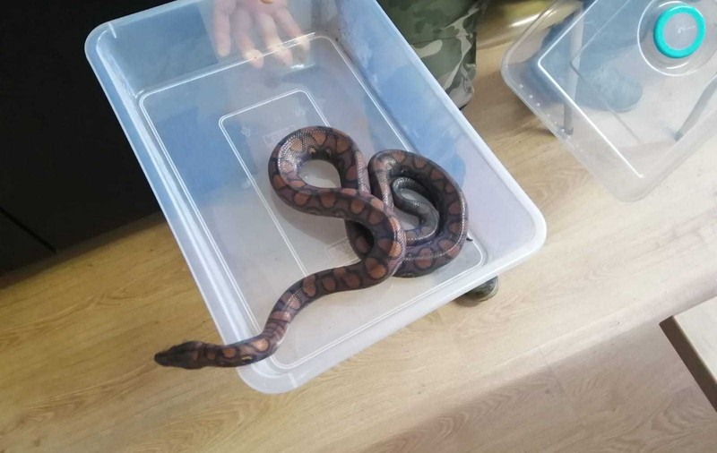 Un bărbat din Cluj a furat mai multe reptile dintr-un vivariu, printre care și un șarpe Boa Curcubeu