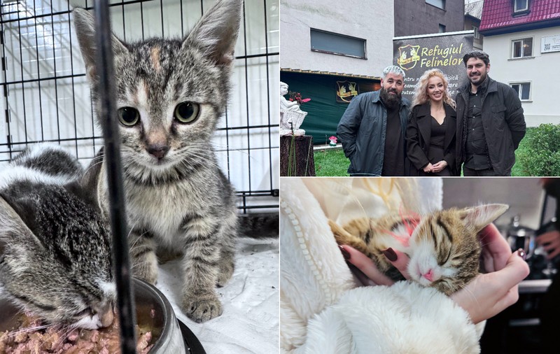 Casa de avocatură transformată în târg de adopție pentru pisici. Povestea pisicilor Aristo și Crat. Marius Todeancă, avocat: „Responsabilitatea față de animale este un semn de civilizație, nu un hobby”